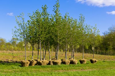 Apple Tree Planting in Honolulu, HI