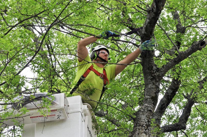 Arboricultural Service